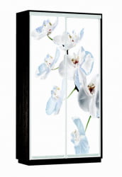 Шкаф-купе двухдверный Экспресс Хит Орхидея белая/Венге