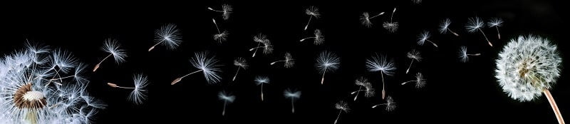 Глянцевый фартук с эффектом мерцания (КОМПОЗИТ) Одуванчики черные_0